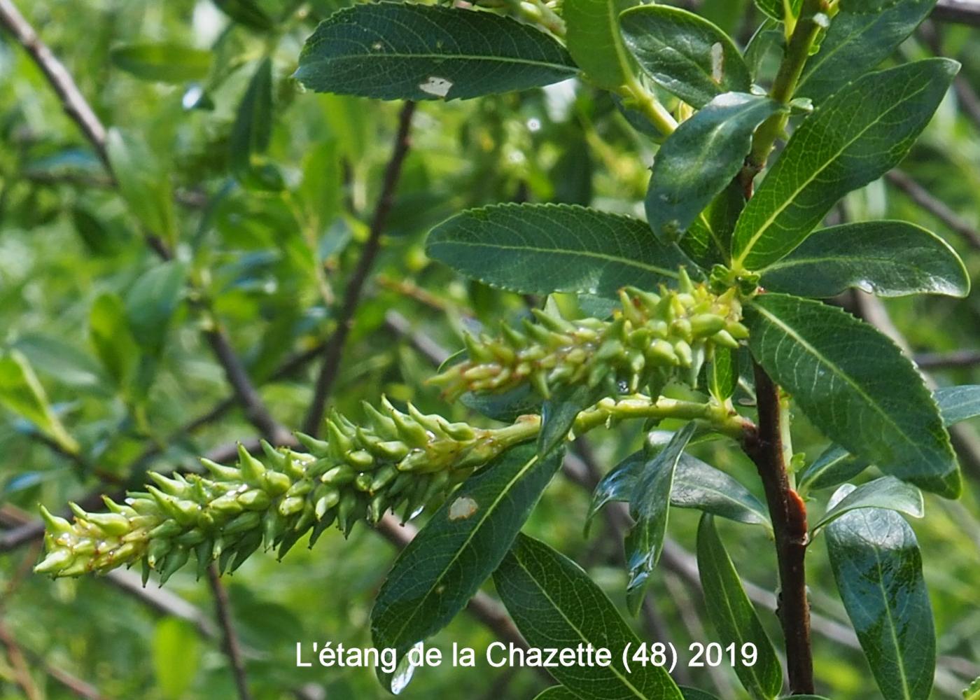 Willow, Almond leaf